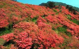麻城天气预报（麻城天气预报15天气报）